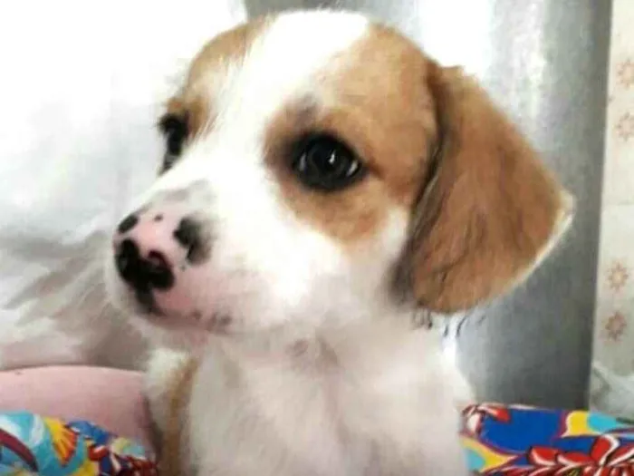 Cachorro ra a  idade 2 a 6 meses nome Filhotes Val