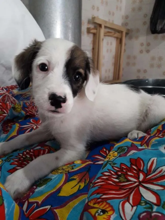 Cachorro ra a  idade 2 a 6 meses nome Filhotes Val