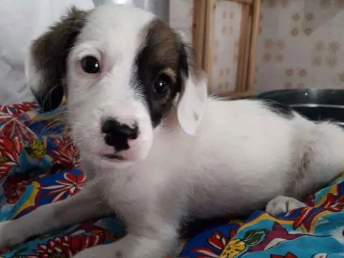 Cachorro ra a  idade 2 a 6 meses nome Filhotes Val