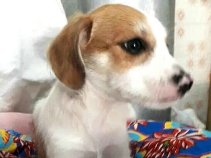 Cachorro ra a  idade 2 a 6 meses nome Filhotes Val