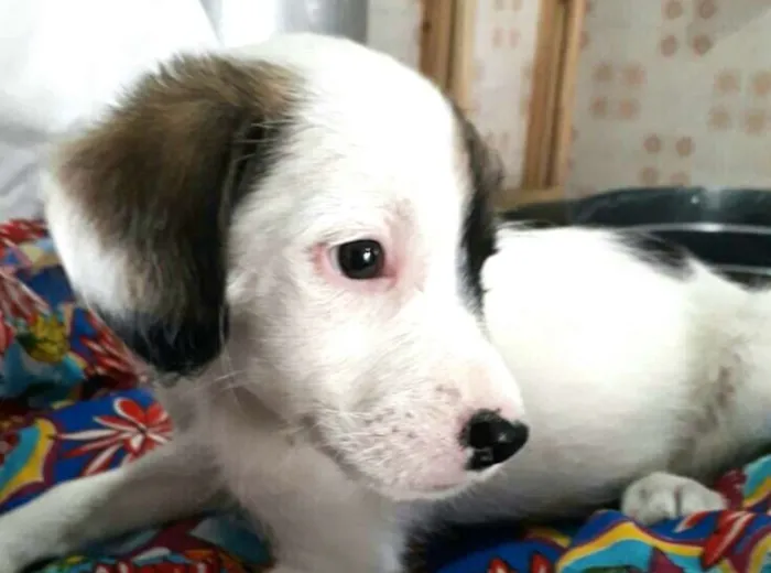 Cachorro ra a  idade 2 a 6 meses nome Filhotes Val