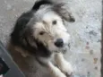 Bobby