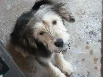 Cachorro ra a Vira lata idade 2 a 6 meses nome Bobby