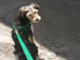 Bobby