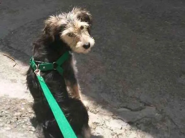 Cachorro ra a Vira lata idade 2 a 6 meses nome Bobby