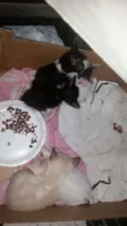 Gatinhos