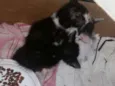 Gatinhos