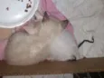Gatinhos