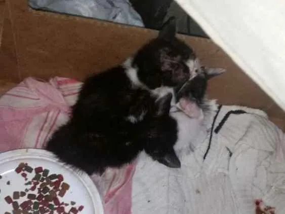 Gato ra a Vira Lata idade 2 a 6 meses nome Gatinhos