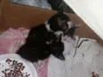 Gatinhos