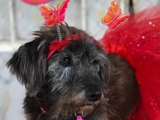 Cachorro ra a SRD idade  nome Hanny
