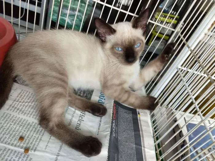 Gato ra a Siames idade 2 a 6 meses nome Sniper