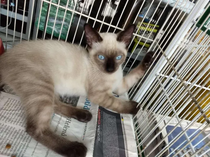Gato ra a Siames idade 2 a 6 meses nome Sniper