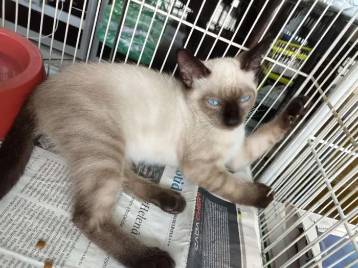 Gato ra a Siames idade 2 a 6 meses nome Sniper
