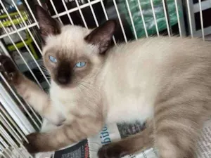 Gato raça Siames idade 2 a 6 meses nome Sniper