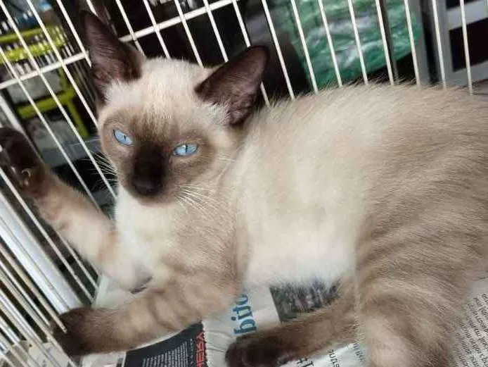Gato ra a Siames idade 2 a 6 meses nome Sniper