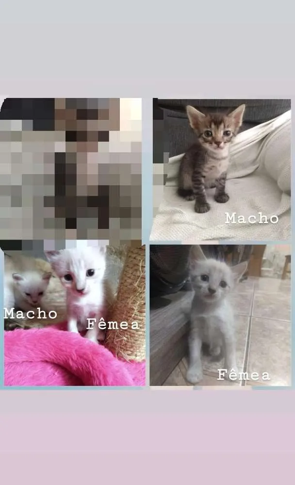 Gato raça  idade  nome Nome a escolher