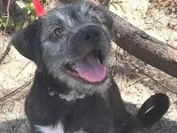 Cachorro ra a SRD idade 7 a 11 meses nome Kiko