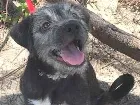 Cachorro raça SRD idade 7 a 11 meses nome Kiko
