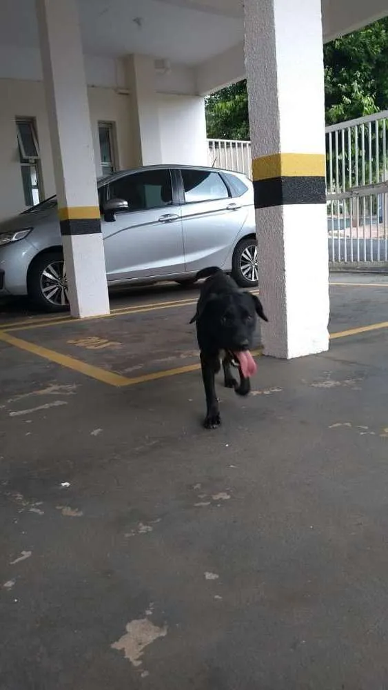 Cachorro ra a  idade 1 ano nome Pantera Negra