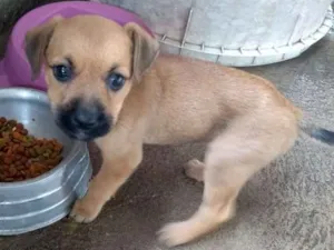 Cachorro raça Vira lata idade 2 a 6 meses nome Sem nome
