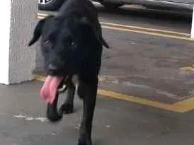 Cachorro raça  idade 1 ano nome Pantera Negra
