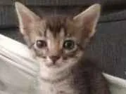 Gato raça  idade  nome Nome a escolher