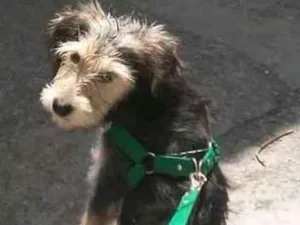 Cachorro raça Vira lata idade 2 a 6 meses nome Bobby