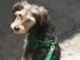 Bobby
