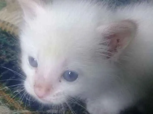 Gato ra a Vira lata  idade Abaixo de 2 meses nome Não tem nome 