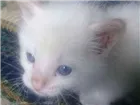 Gato raça Vira lata  idade Abaixo de 2 meses nome Não tem nome 
