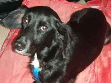 Cachorro ra a srd idade 6 ou mais anos nome Pretinho