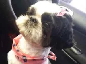 Cachorro raça SHITZU idade 3 anos nome PIPOCA