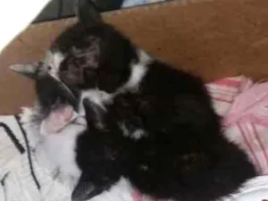 Gato raça Vira Lata idade 2 a 6 meses nome Gatinhos