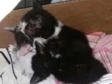 Gato ra a Vira Lata idade 2 a 6 meses nome Gatinhos