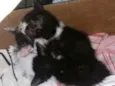 Gatinhos