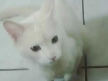 Gato ra a Não sei idade 1 ano nome Filho