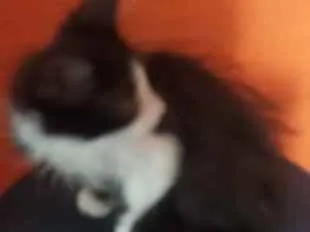 Gato ra a Mistiça idade 2 a 6 meses nome Belo, Xaninha, Jade,