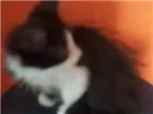 Gato raça Mistiça idade 2 a 6 meses nome Belo, Xaninha, Jade,