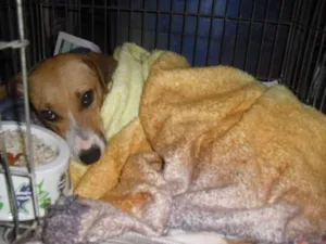 Cachorro raça srd idade 7 a 11 meses nome Filó