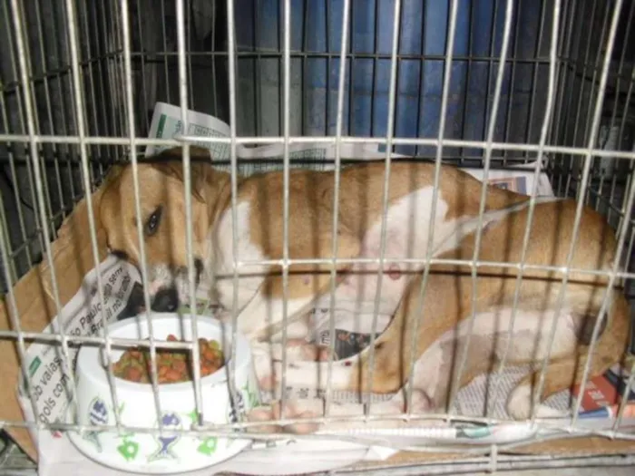 Cachorro ra a srd idade 7 a 11 meses nome Filó