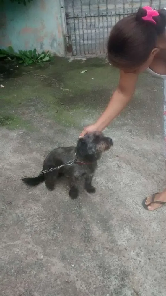 Cachorro ra a Poodle idade 2 anos nome Apuk