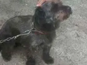 Cachorro ra a Poodle idade 2 anos nome Apuk