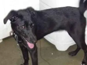 Cachorro raça Vira lata idade 7 a 11 meses nome Lindinha