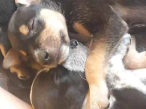 Cachorro raça Srd idade Abaixo de 2 meses nome Filhotes 