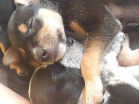 Cachorro ra a Srd idade Abaixo de 2 meses nome Filhotes 