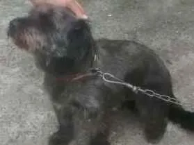Cachorro ra a Poodle idade 2 anos nome Apuk