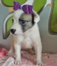 AMEIXINHA