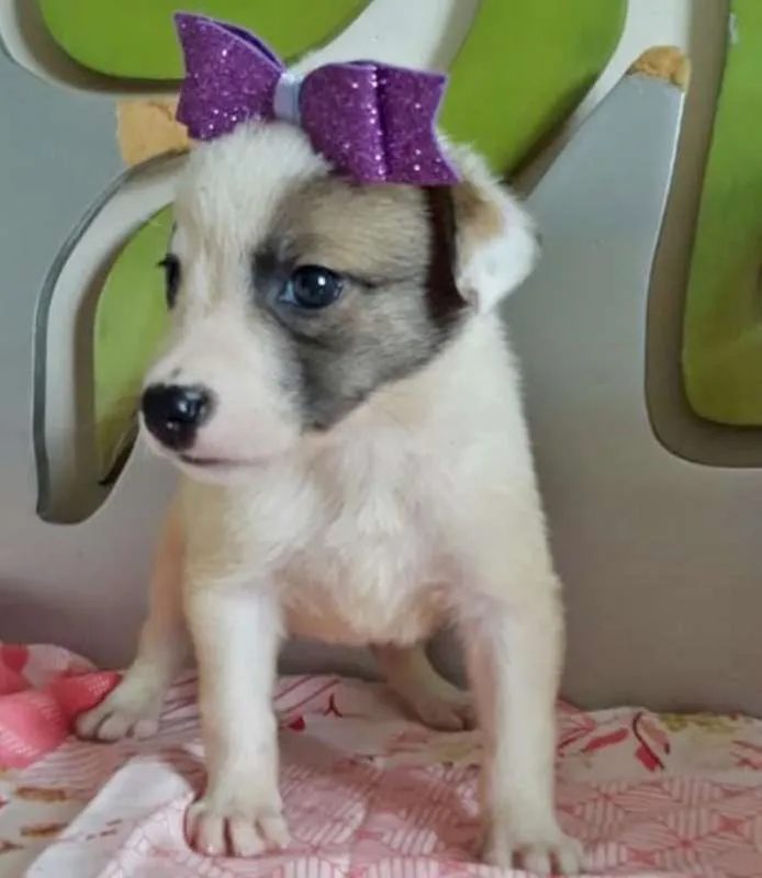 Cachorro ra a SRD idade 2 a 6 meses nome AMEIXINHA