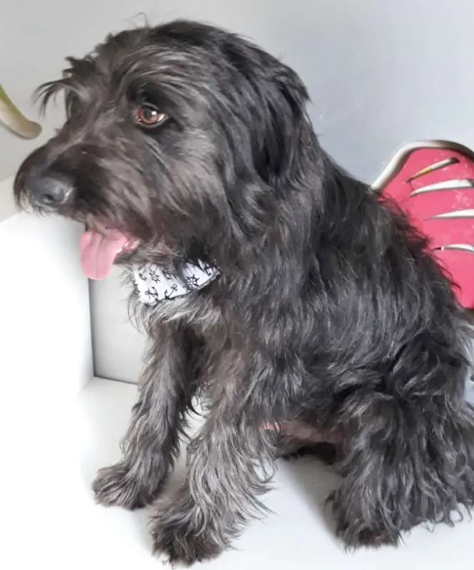 Cachorro ra a SRD idade 1 ano nome PIMPÃO